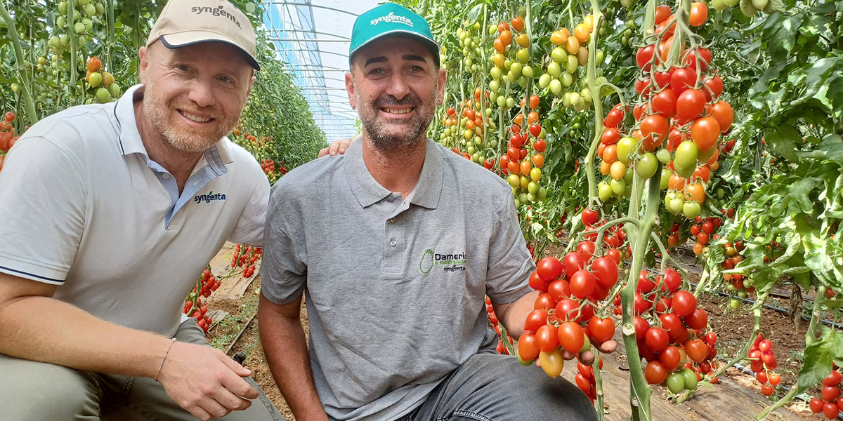 Syngenta presenta Doryta, l’evoluzione di Piccadilly